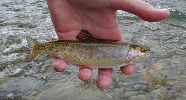 Rainbow Trout