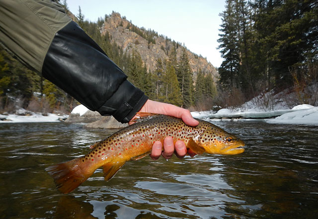 Taylor River Brown Trout
