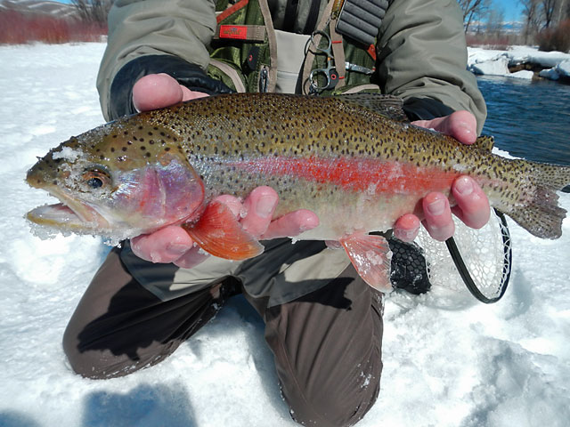 Rainbow Trout