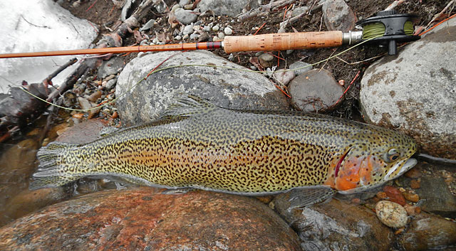 22-inch Rainbow Trout