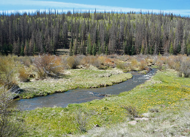 Fly  Fishing Small Creeks