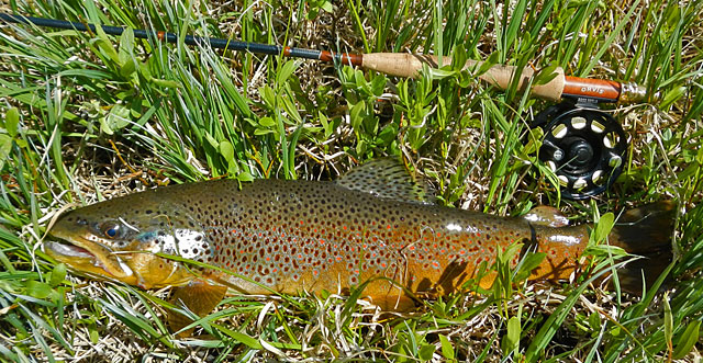 20-inch Brown Trout