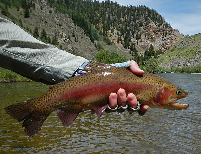 Taylor River Rainbow Trout