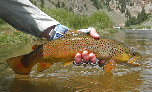Taylor River Brown Trout