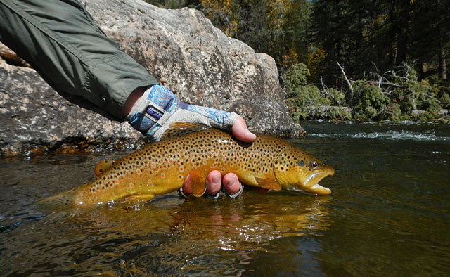 Streamer Fishing
