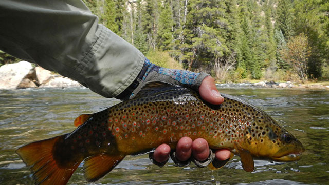 Taylor River Brown Trout
