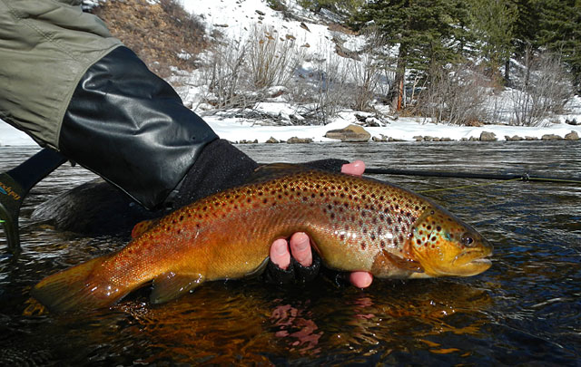 Brown Trout